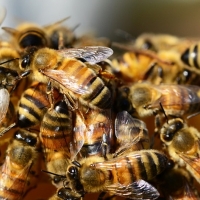 Extienden ayudas para producir y vender miel