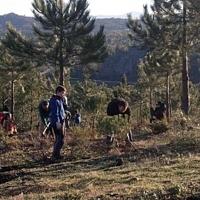 El programa Plantabosques cambia su forma de inscripción