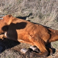 Abandona a un caballo moribundo cerca de Los Santos