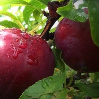 COAG Extremadura exige ayuda urgente para los fruticultores