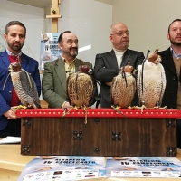 Los mejores halcones del país cazarán en Llerena