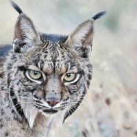 Superada la fase de adaptación de los dos nuevos linces ibéricos en Cáceres