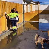 La perrera contará con un espacio para gatos