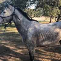 A disposición judicial por tener un caballo suelto junto a la carretera