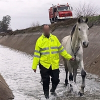 Rescatan a un caballo del canal de Montijo (Badajoz)