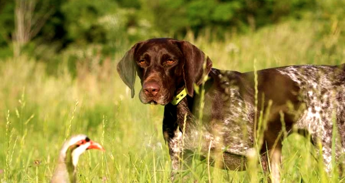 ARRECAL lamenta la nueva ley de desparasitación de perros de Caza en Extremadura
