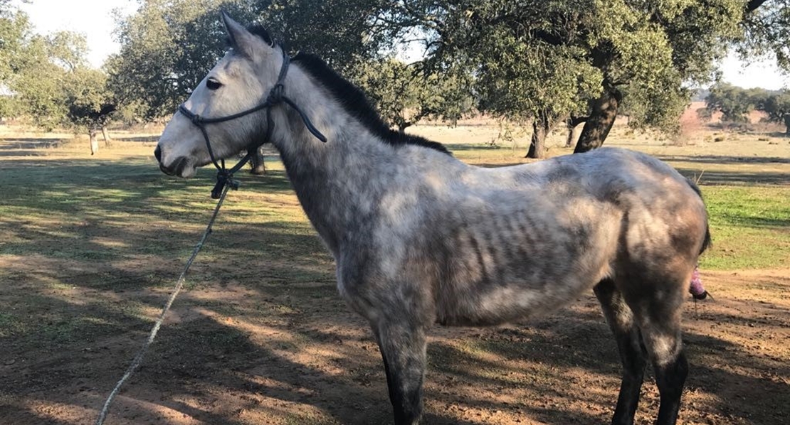 A disposición judicial por tener un caballo suelto junto a la carretera