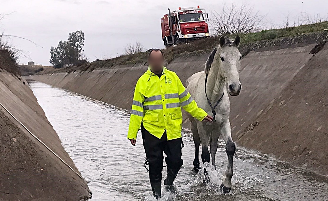 Rescatan a un caballo del canal de Montijo (Badajoz)