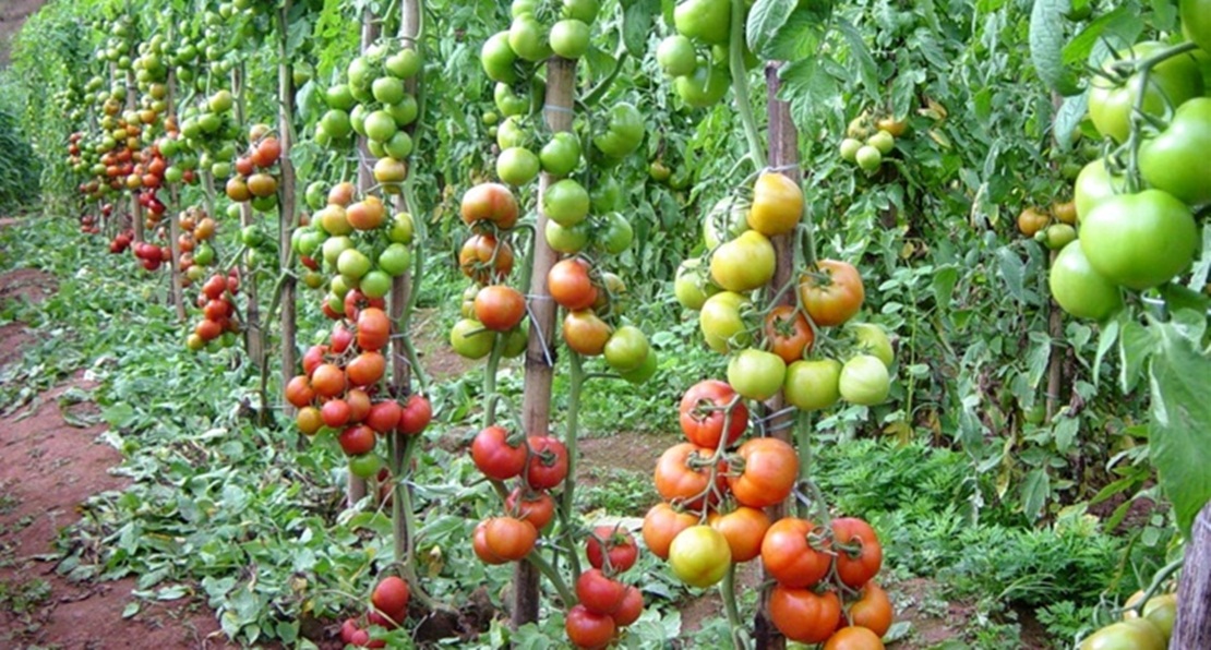 Frutas y hortalizas extremeñas viajarán a Berlín para promocionarse