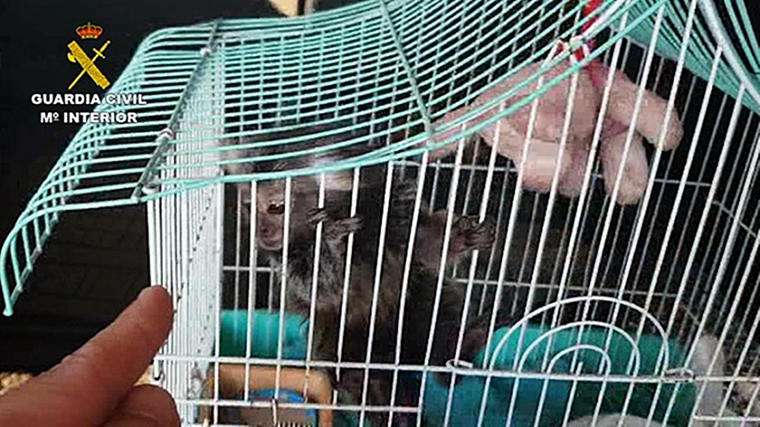 Investigan a 11 personas por la venta ilegal de primates sin control sanitario