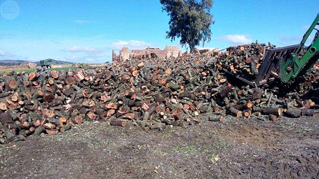 El suroeste de Badajoz, motor del carbón vegetal extremeño