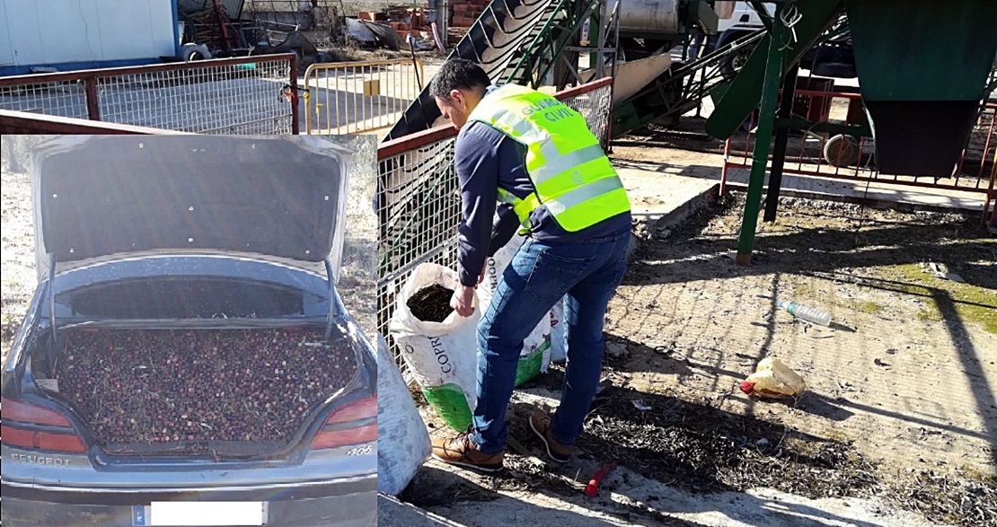 Investigan a nueve personas por el robo de ocho toneladas de aceitunas