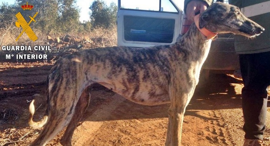 Denuncian el robo de sus galgos y la Guardia Civil les acusa de caza furtiva