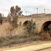 &quot;Los eucaliptos están poniendo en peligro el Puente de Palmas&quot;