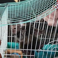 Investigan a 11 personas por la venta ilegal de primates sin control sanitario