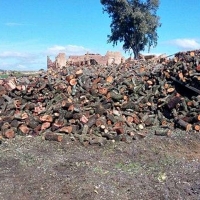 El suroeste de Badajoz, motor del carbón vegetal extremeño