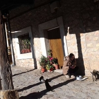 Un pueblo extremeño controlará y protegerá a sus gatos callejeros