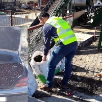 Investigan a nueve personas por el robo de ocho toneladas de aceitunas