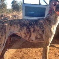 Denuncian el robo de sus galgos y la Guardia Civil les acusa de caza furtiva