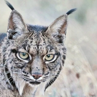 El domingo murió atropellado un lince y este lunes se han soltado dos