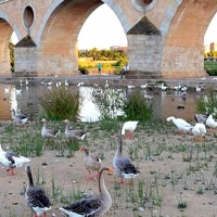 Los gansos del Guadiana, pendientes de que los políticos se aclaren o de que alguien los adopte