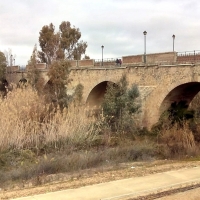 &quot;Los eucaliptos están poniendo en peligro el Puente de Palmas&quot;