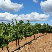 El Gobierno cambia la normativa sobre el viñedo para producir cava