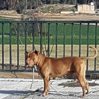 Un perro muerde a dos mujeres en Badajoz