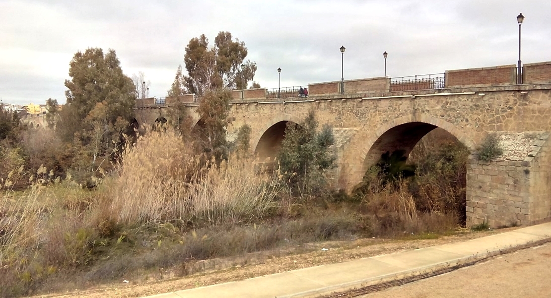 &quot;Los eucaliptos están poniendo en peligro el Puente de Palmas&quot;