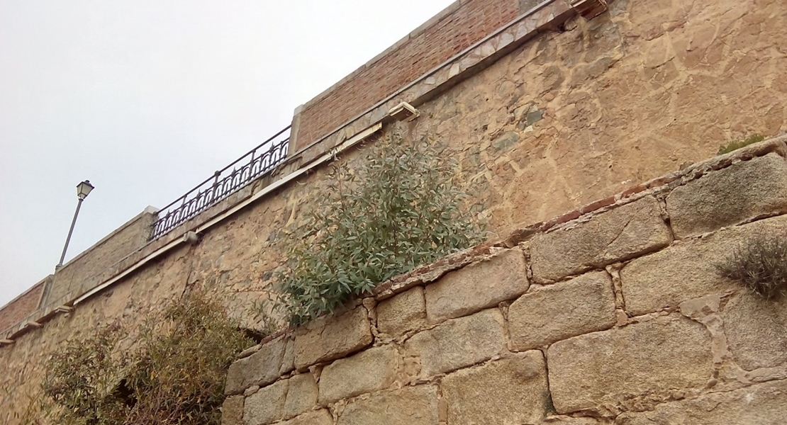 Los eucaliptos están poniendo en peligro el puente de Palmas