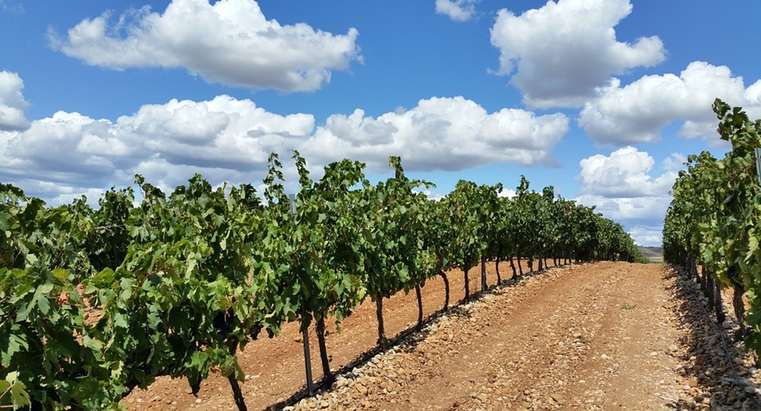 El Gobierno cambia la normativa sobre el viñedo para cava