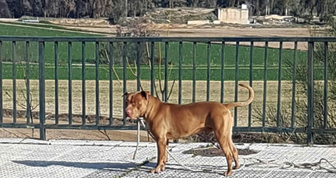 Un perro muerde a dos mujeres en Badajoz