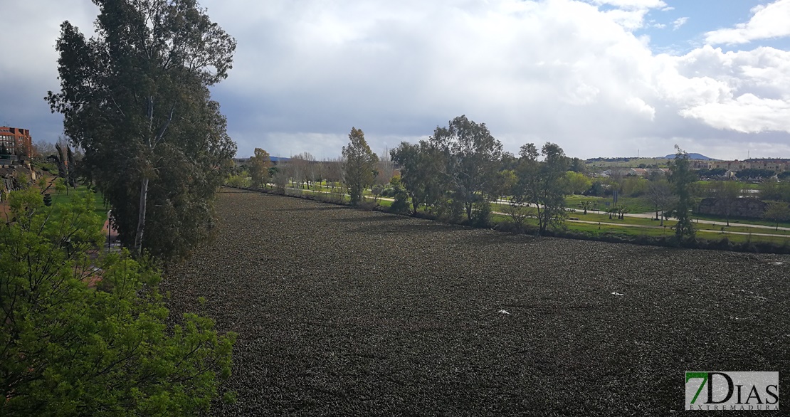 El camalote vuelve a inundar el río Guadiana a su paso por Mérida