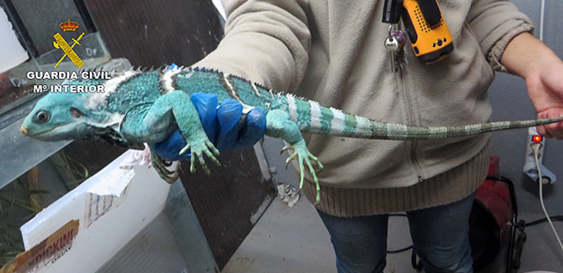 La Guardia Civil desmantela una organización criminal dedicada al tráfico ilegal de reptiles
