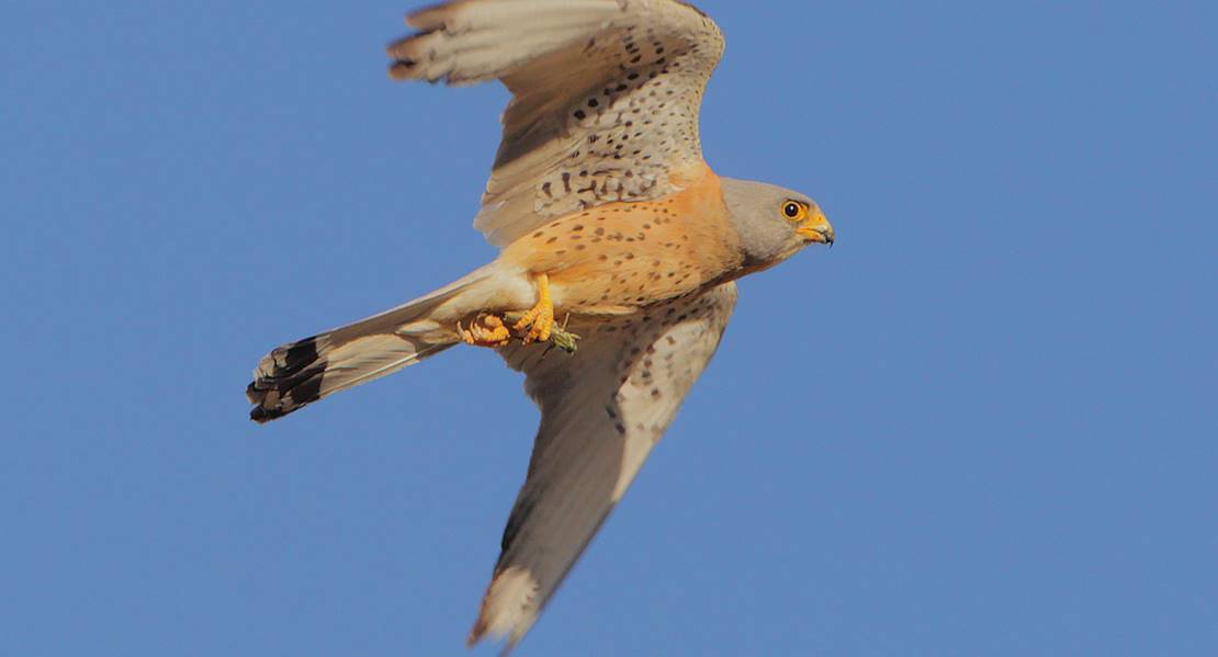 Llerena te lleva a conocer las aves