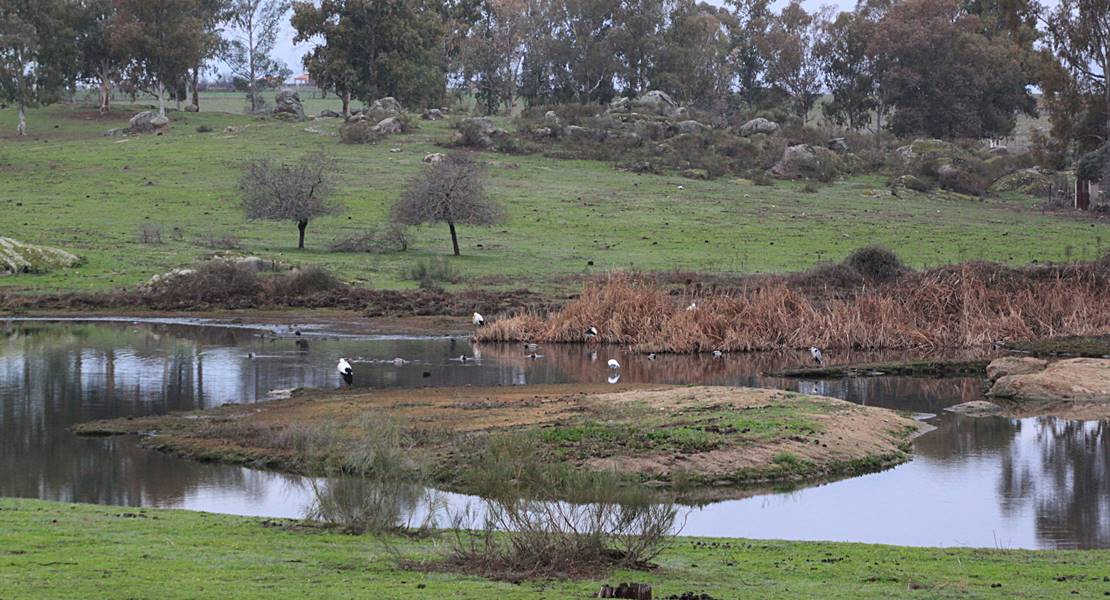 Las cigüeñas disfrutan de mejores condiciones en Malpartida de Cáceres