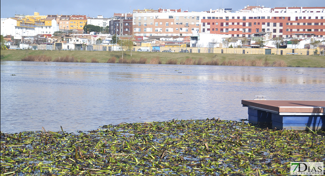 La invasión del camalote vuelve a desbordar el Guadiana