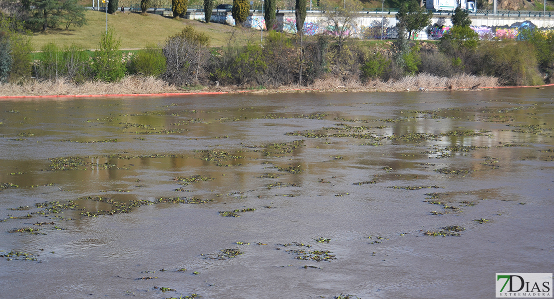 La invasión del camalote vuelve a desbordar el Guadiana