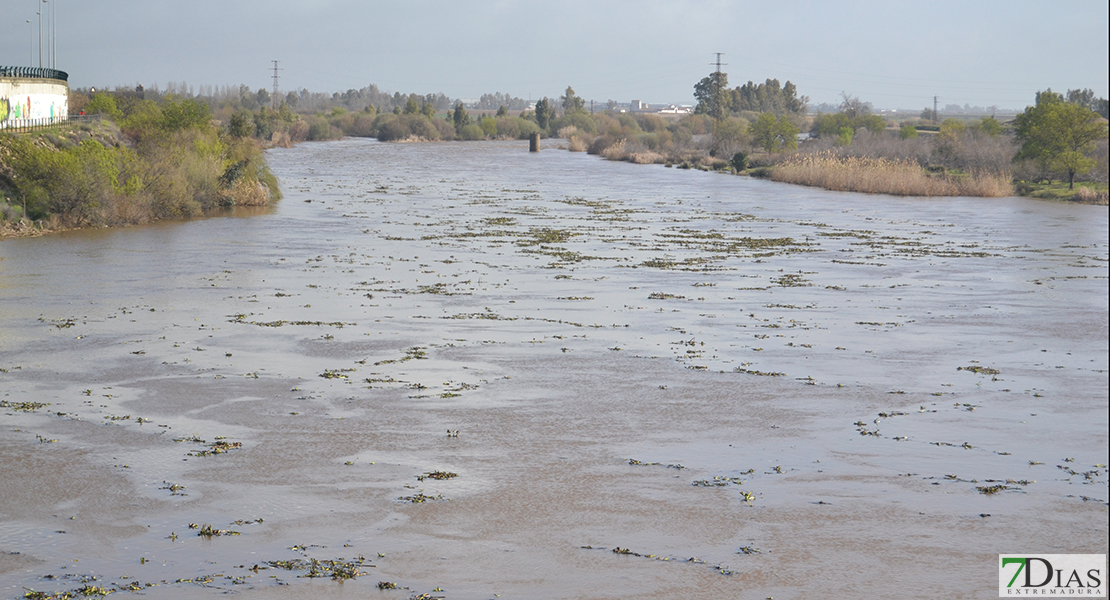 La invasión del camalote vuelve a desbordar el Guadiana