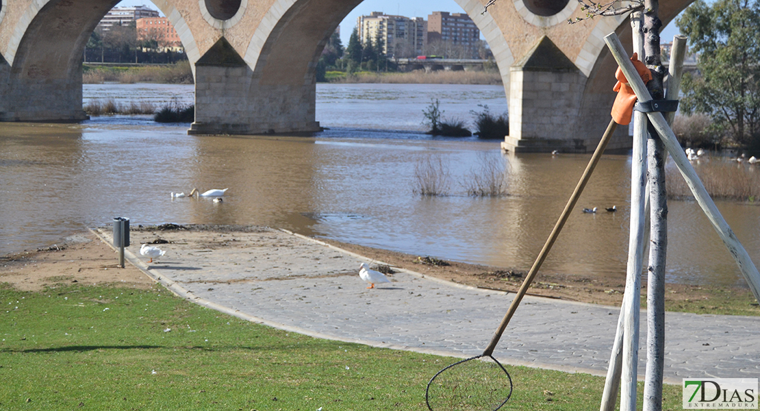 La invasión del camalote vuelve a desbordar el Guadiana