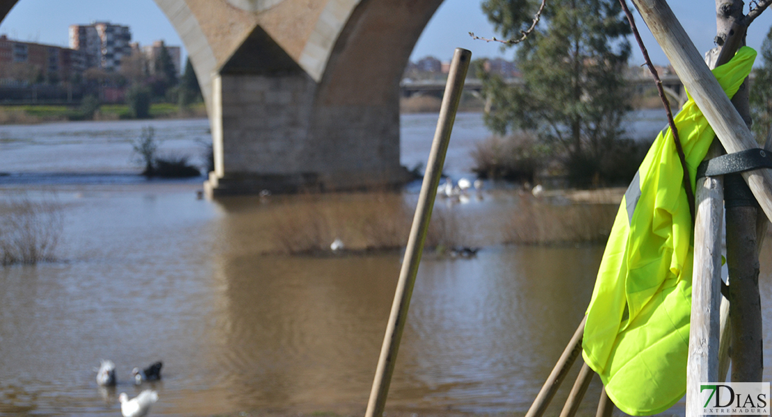 La invasión del camalote vuelve a desbordar el Guadiana