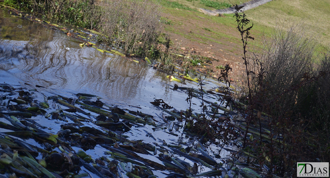 La invasión del camalote vuelve a desbordar el Guadiana