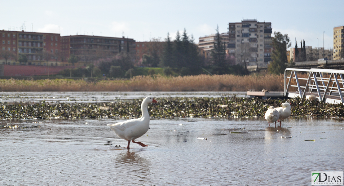 La invasión del camalote vuelve a desbordar el Guadiana