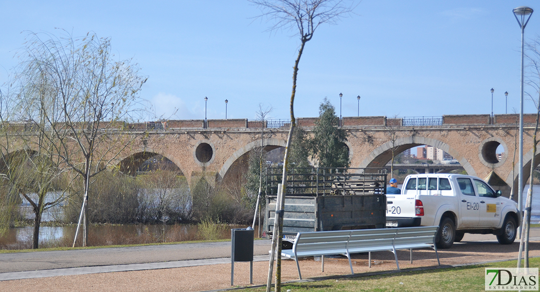 La invasión del camalote vuelve a desbordar el Guadiana