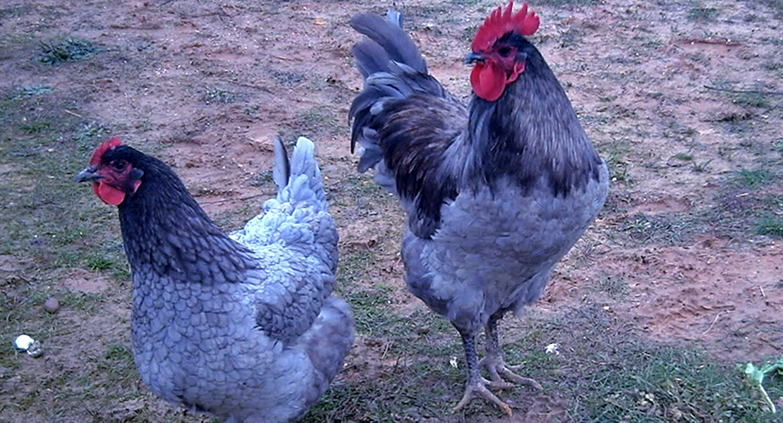 La gallina extremeña azul, protagonista en Don Benito