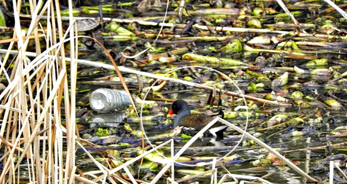 SEO/BirdLife: “La ZEPA Azud del Guadiana en Badajoz está gravemente amenazada”