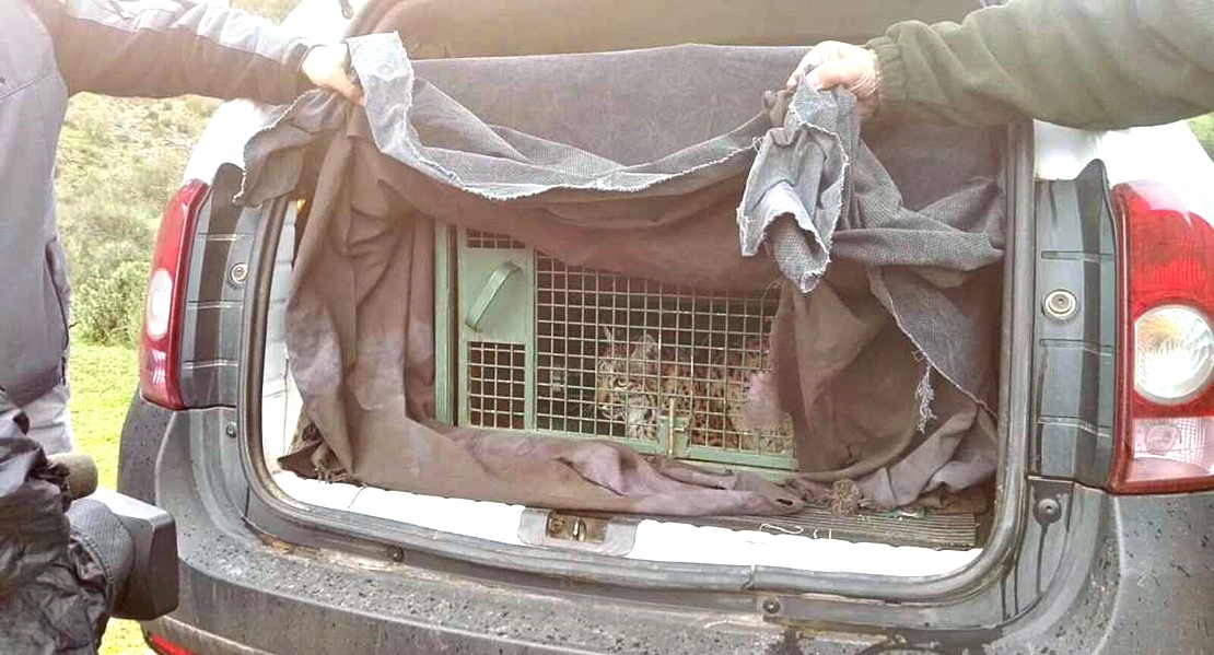 Otto, último lince que será liberado este año en Extremadura