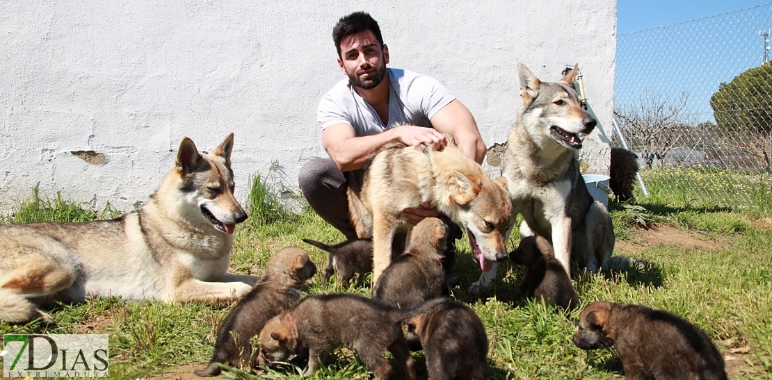 Los lobos checoslovacos extremeños conquistan el mundo