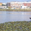 La invasión del camalote vuelve a desbordar el Guadiana