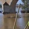 La invasión del camalote vuelve a desbordar el Guadiana